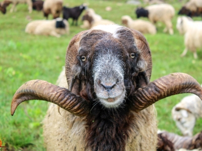 Geschützt: Schafzucht in Mugu